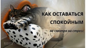 Как снизить гормон стресса? Секреты спокойствия